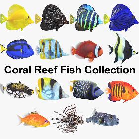 Coral Reef Fish Collection 3D model